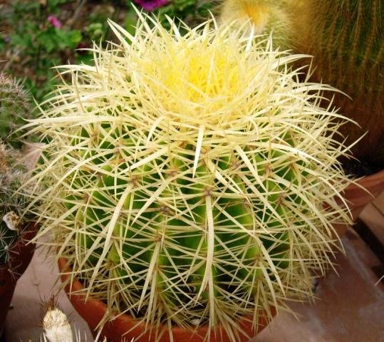 Echinocactus_grusonii_2